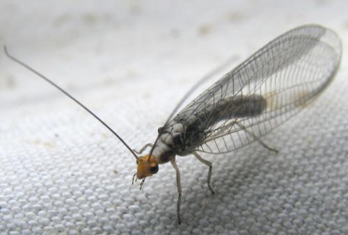 Réf. 223 132 : Nothochrysa fulviceps